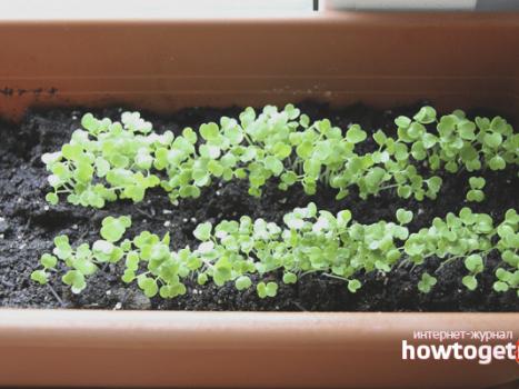 Ako pestovať rukolu na parapete: tipy na pestovanie a starostlivosť